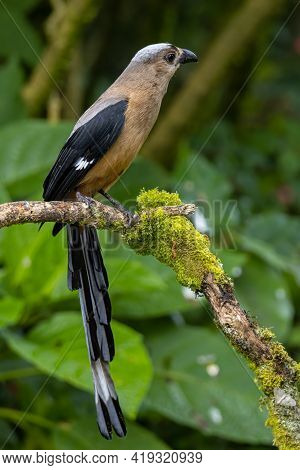 Nature Wildlife Image Of Beautiful Huge Bird Bornean Treepie (dendrocitta Cinerascen) Known Also End