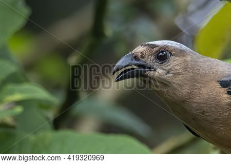 Nature Wildlife Image Of Beautiful Huge Bird Bornean Treepie (dendrocitta Cinerascen) Known Also End