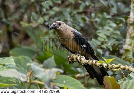Nature Wildlife Image Of Beautiful Huge Bird Bornean Treepie (dendrocitta Cinerascen) Known Also End