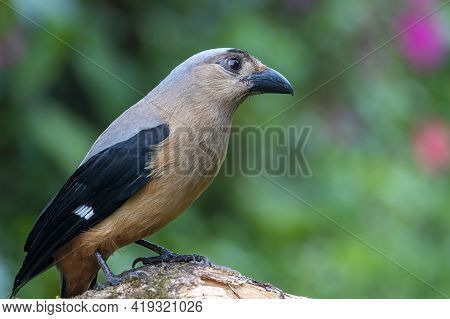 Nature Wildlife Image Of Beautiful Huge Bird Bornean Treepie (dendrocitta Cinerascen) Known Also End