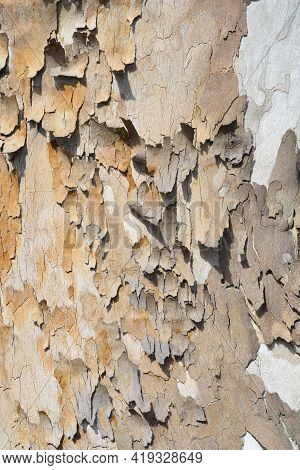 London Plane Bark Detail - Latin Name - Platanus X Hispanica (platanus X Acerifolia)
