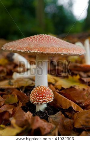 Fungo Fly Agaric