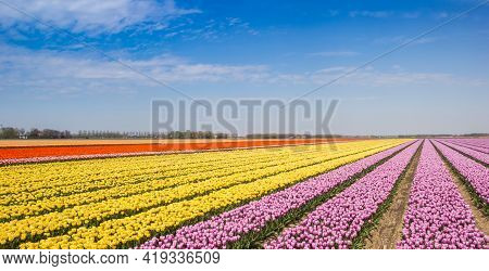 Panorama Of Yellow And Pink Tulips In A Field In Noordoostpolder, Netherlands