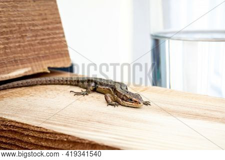 European Lizard In Sunlight Sitting On A Bench In Ireland