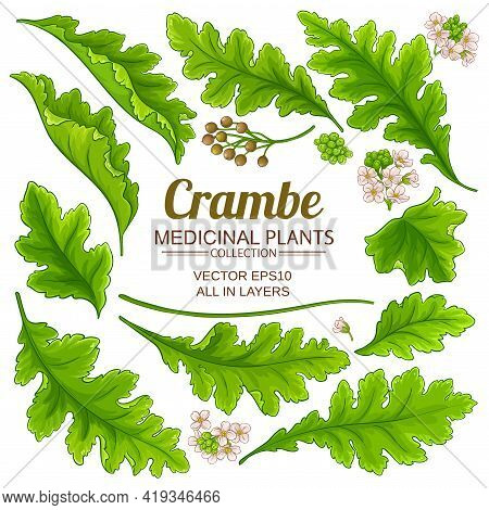 Crambe Plant Elements Set On White Background
