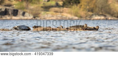 Harbors Seals - Phoca Vitulina - Beached On Rocks In Kristiansand, Norway