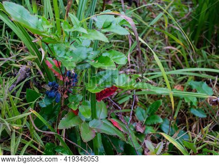 The Plant Mahonia Holm With Bright Green And Red Shiny Leaves And Dark Blue Berries Growing In The W
