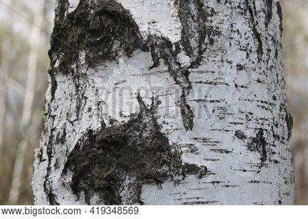 Birch Bark Texture With Beautiful Birch Bark Pattern For Beautiful Natural Birch Bark Wallpaper Or N