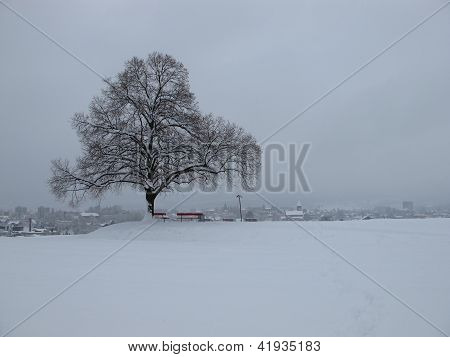 Strom a Wetzikon zimního dne