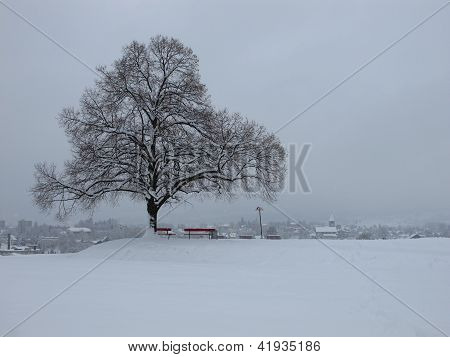 Strom ve sněhu