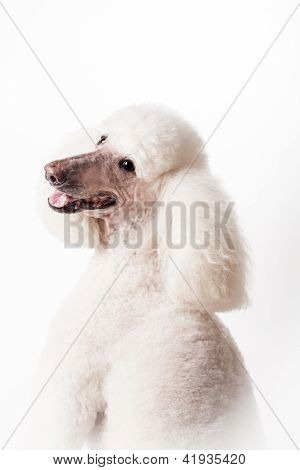 Hvid Royal puddelhund