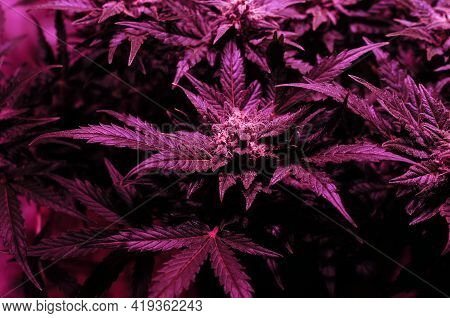 Cannabis Bush Close-up In Grow Box With Led Phyto Lamp. Pink Neon Grow Light. Micro Growing.