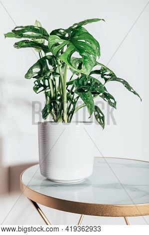 Monstera Monkey Mask, Or Official Name Monstera Adansonii, The Adansons Monstera, Swiss Cheese Plant