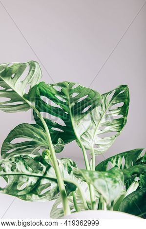 Monstera Monkey Mask, Or Official Name Monstera Adansonii, The Adansons Monstera, Swiss Cheese Plant