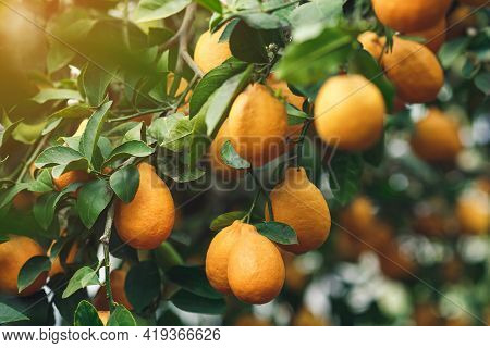Ripe Yellow-orange Meyer Lemons On A Lemon Tree.