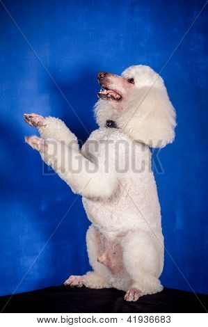 Hvid Royal puddelhund