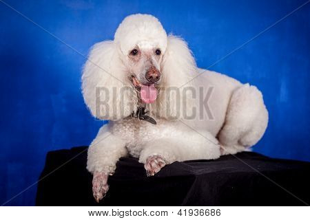Hvid Royal puddelhund