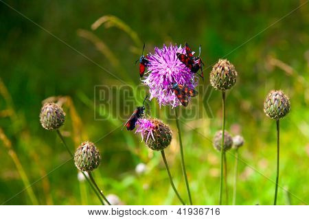 Zygaena romeo em uma flor