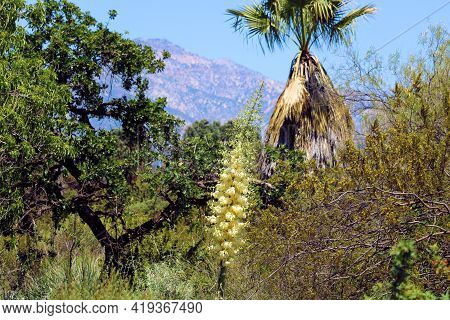 Chaparral Plants And The California Fan Palm Tree With The Yucca Plant Flower Blossoms During Spring