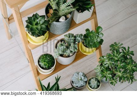 Many Indoor Plants In White, Gray And Yellow Pots Stand On A Wooden Shelf. Beautiful Succulents.