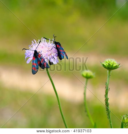 Zygaena romeo em uma flor
