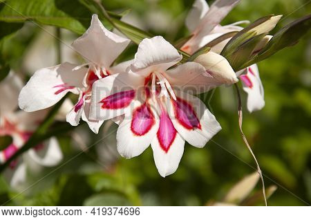 Penstemon Flower Pink And White, Sometimes Known As Beards Tongue A Pretty Perennial Garden Plant.