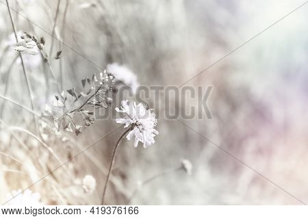 Nature Background With Wildgrass Under Sunlight. Selective Focus. Copy Space.