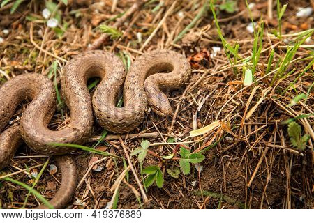 Smooth Snake - Coronella Austriaca Species Of Non-venomous Brown Snake In The Family Colubridae. The
