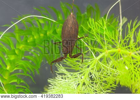 Water Scorpion, Nepa Cinerea, On A Water Plant.