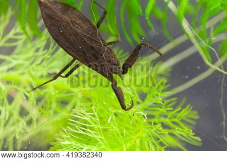 Water Scorpion, Nepa Cinerea, On A Water Plant.