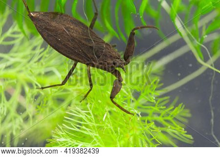Water Scorpion, Nepa Cinerea, On A Water Plant.