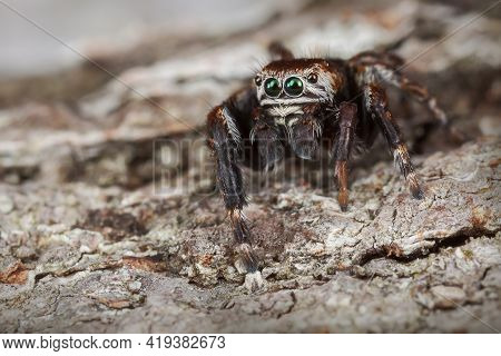 Jumping Spider On The Brown Tree Bark