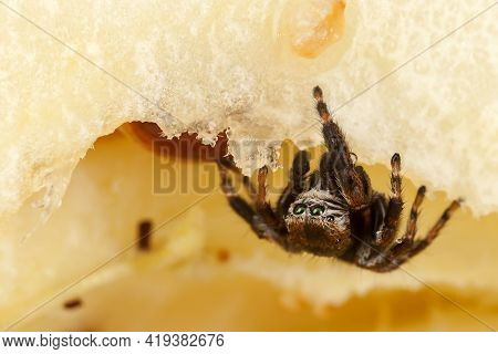 Little Jumping Spider Inside Yellow Chopped Apple