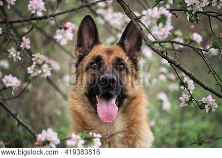 Cherry Blossoms And Apple Trees. German Shepherd Black And Red Color And Blooming Gardens. Portrait