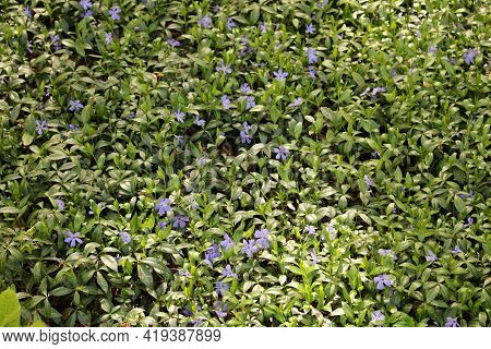 Small Bushes Of Eritrichium With Blooming Blue Flowers In The Spring Among The Trees In The Forest.