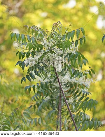 Azadirachta Indica, Commonly Known As Neem, Nimtree Or Indian Lilac, Bitter Leaf Tree