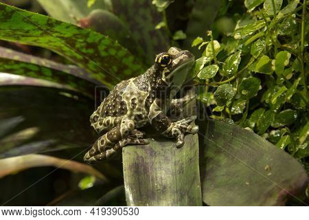 Amazon Milk Frog (trachycephalus Resinifictrix) In Zoo.