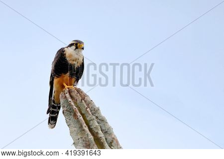 Aplomado Falcon (falco Femoralis) Perched On The Tip Of A Cactus Over The Blue Sky