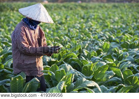 Tobacco Growers Use A Mobile-based Internet Master Data Network To Validate, Test And Select New Cro