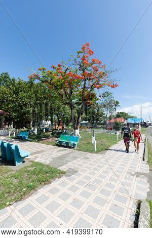 Panama, Armuelles Town, April 27, Ecological Park With Tree With Red Flowers. Shoot On April 27, 202