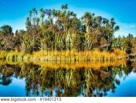 Flax Bushes, Cabbage Trees, Rushes  And Other Vegetation Reflected In The Still Waters Of Okarito La