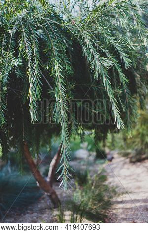 Native Australian Callistemon Viminalis (weeping Bottlebrush) Tree Outdoor In Sunny Backyard