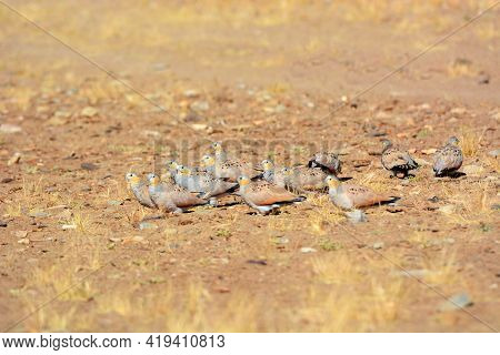 Spotted Sandgrouse, Pterocles Senegallus, Ladakh, Jammu Kashmir, India