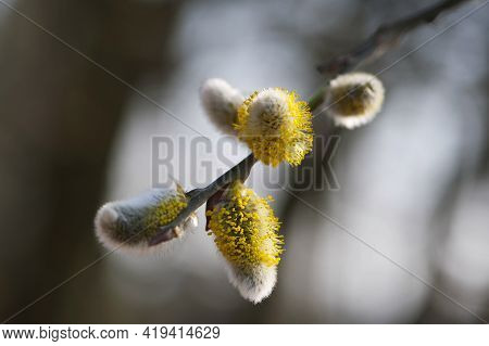 Willow Blossoms With Yellow Fluffy Flowers. Close Up Of Goat Willow Blossom, Yellow Pollen Covered C