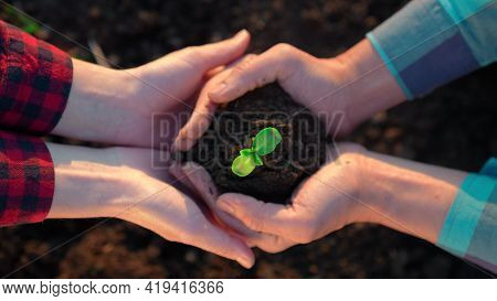 Agriculture Teamwork. Farmers Team Hands Plant A Small Plant In The Ground Soil. Business Teamwork A