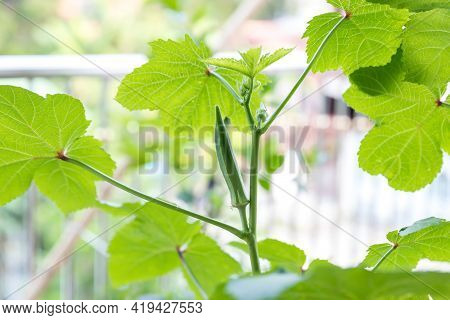 Okra Vegetable On Plant In Farm. Okra Plant Growing In Home Garden. Okra Flower