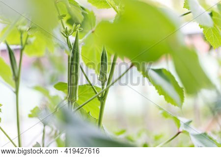 Okra Vegetable On Plant In Farm. Okra Plant Growing In Home Garden. Okra Flower