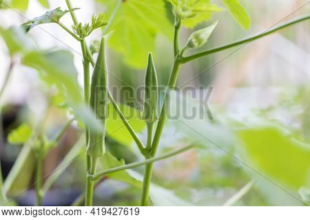 Okra Vegetable On Plant In Farm. Okra Plant Growing In Home Garden. Okra Flower