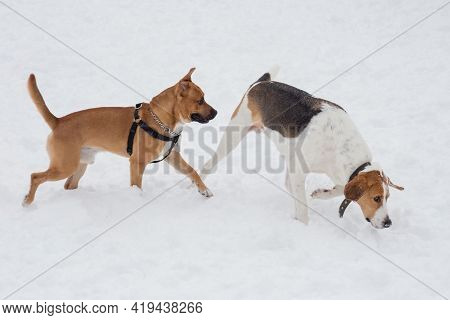 Russian Hound And American Pit Bull Terrier Puppy Are Walking On A White Snow In The Winter Park. Pe