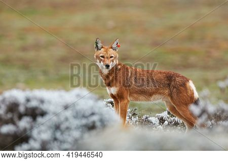 Ethiopian Wolf (canis Simensis), Endemic Canid Af Ethiopia, Is One Of The World's Rarest Canids, And